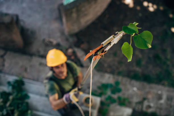 Trusted Forest View, IL Tree Services Experts